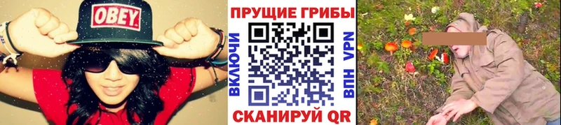 купить наркотики сайты  Назрань  Псилоцибиновые грибы Magic Shrooms 