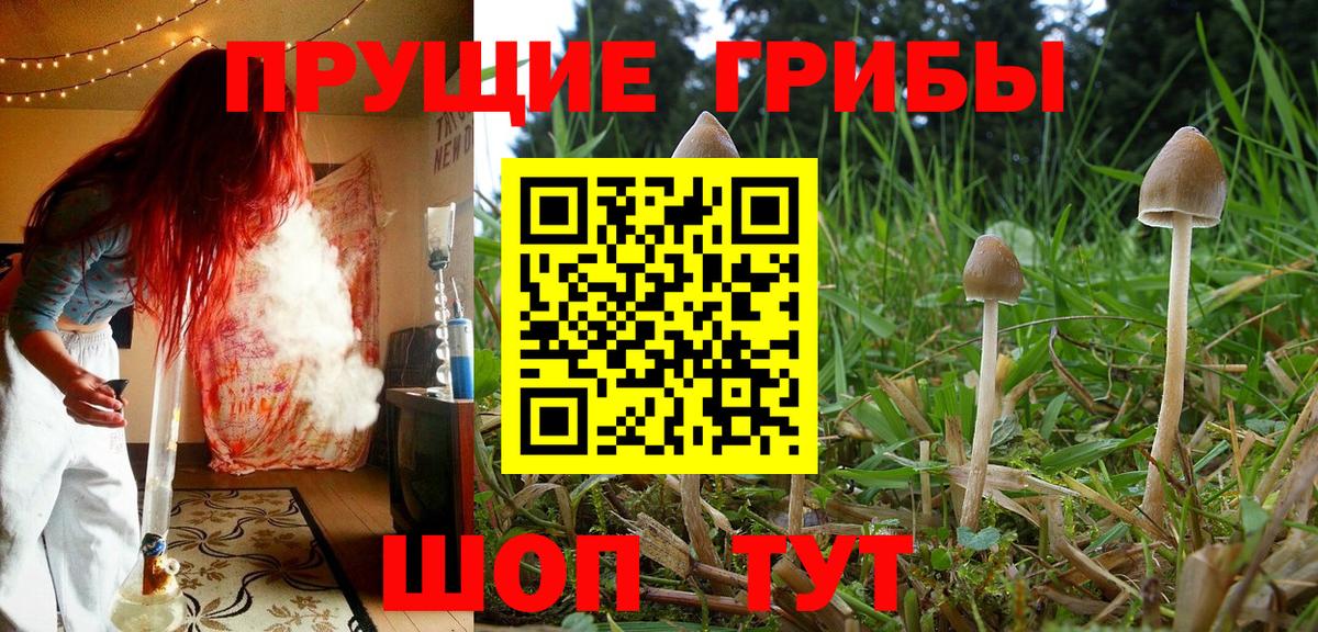 Назрань  Псилоцибиновые грибы ЛСД  Вход с VPN  Псилоцибиновые грибы Psilocybine cubensis 